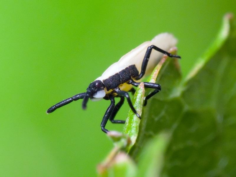 Catoplatus carthusianus (Goeze, 1778)